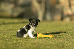 mongrel puppy