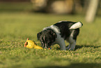 mongrel puppy