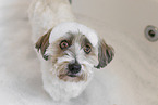 mongrel in bathtub