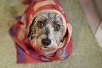 wet mongrel
