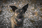 mongrel portrait