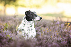 Dalmatian-Mongrel in heath