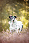 Dalmatian-Mongrel in heath