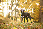 mongrel in autumn