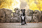 mongrel in autumn
