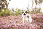 livestock-guardian-dog-mongrel in heath