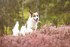 livestock-guardian-dog-mongrel in heath