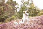 livestock-guardian-dog-mongrel in heath
