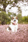 livestock-guardian-dog-mongrel in heath
