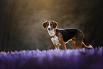Hound-Mongrel