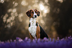 sitting Hound-Mongrel