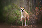 mongrel in autumn