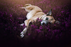 mongrel in summer