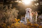 mongrel in autumn