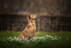 mongrel in spring