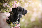 Dalmatian-Rhodesian-Ridgeback Puppy