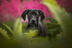 young Dalmatian-Rhodesian-Ridgeback