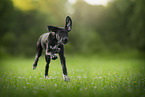 young Dalmatian-Rhodesian-Ridgeback
