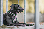 Dalmatian-Rhodesian-Ridgeback