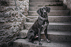 sitting Dalmatian-Rhodesian-Ridgeback