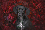 Dalmatian-Rhodesian-Ridgeback Portrait