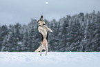 Shepherd-Mongrel