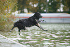 jumping mongrel