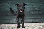 male Border-Collie-Shepherd