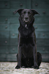 male Border-Collie-Shepherd