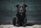 male Border-Collie-Shepherd