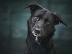 male Border-Collie-Shepherd
