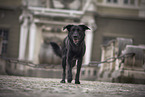 male Border-Collie-Shepherd