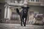 male Border-Collie-Shepherd