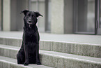 male Border-Collie-Shepherd