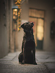 male Border-Collie-Shepherd