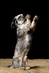 male Dachshund-Mongrel