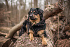 male Australian-Shepherd-Labrador-Retriever