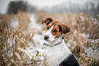 Beagle-Mongrel