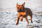 male Boxer-Labrador-Retriever