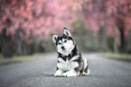 Husky-Mongrel in spring