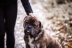 big mongrel