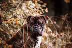 big mongrel