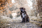 big mongrel