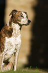 female Galgo-Mongrel