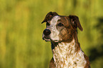 Galgo-Mongrel Portrait