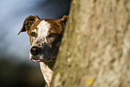 Galgo-Mongrel Portrait