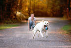 Labrador-Retriever-Shepherd in autumn