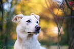 Labrador-Retriever-Shepherd in autumn