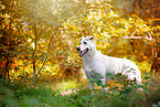 Labrador-Retriever-Shepherd in autumn