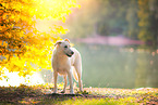 Labrador-Retriever-Shepherd in autumn